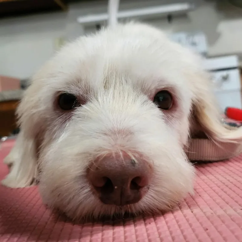 Teddy thumbnail 3