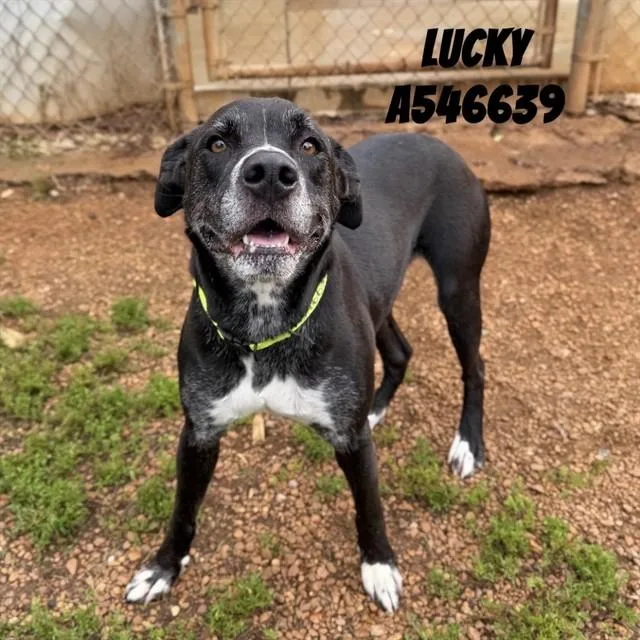 An adult medium-sized male Mixed Breed dog named Lucky for adoption in Huntsville, AL
