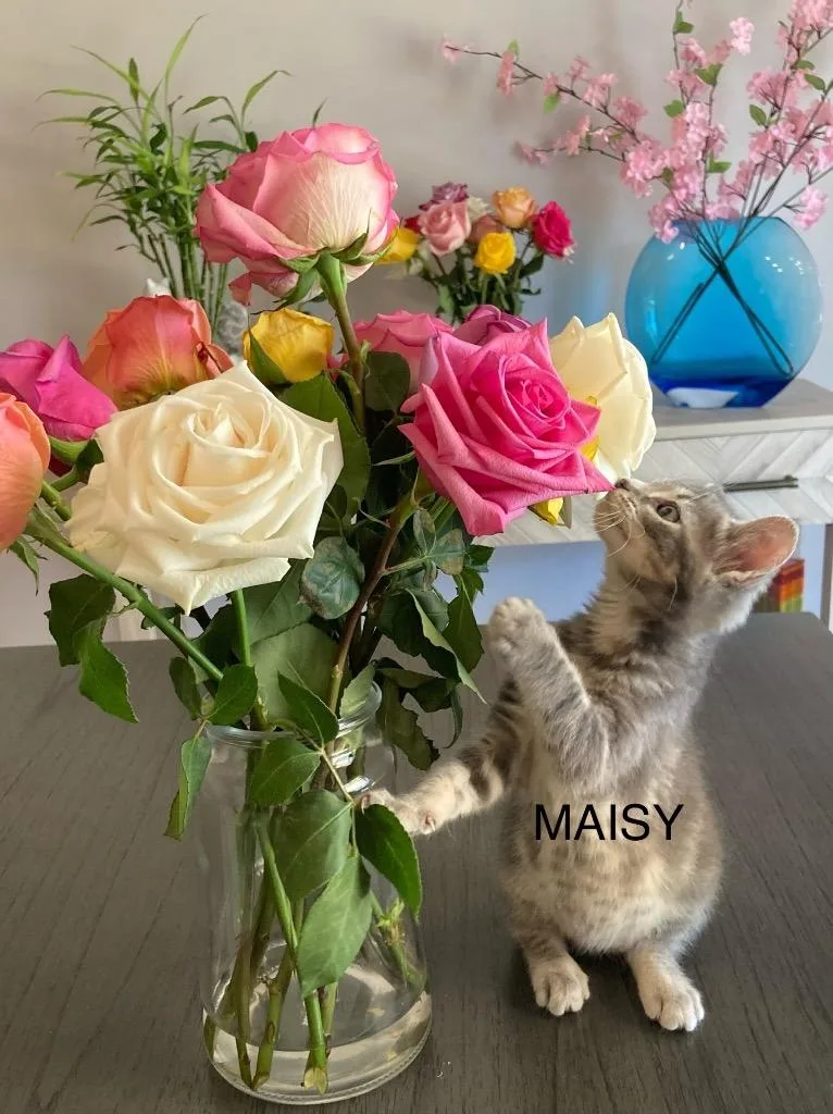 Maisy thumbnail 4
