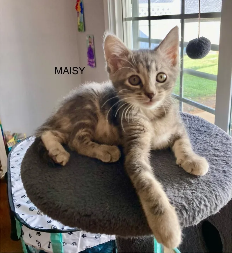 Maisy thumbnail 5