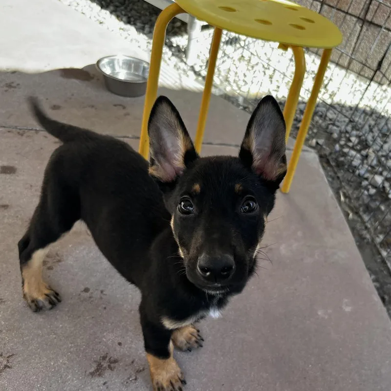 A baby small-sized male Black Shepherd dog named James P. Sullivan for adoption in Palm Springs, CA