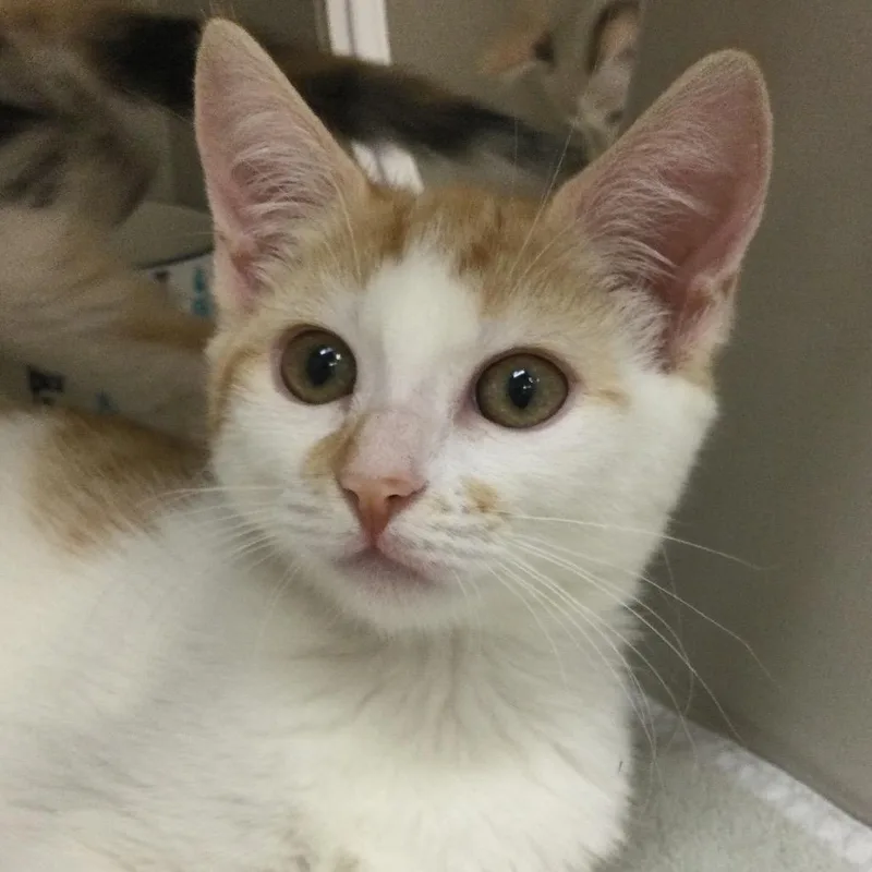 A baby small-sized female Orange / Red Domestic Short Hair cat named Bonnie for adoption in Redwood City, CA