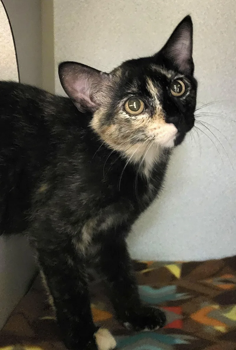 A baby medium-sized female Tortoiseshell Domestic Short Hair cat named Ghost Pepper for adoption in Grayslake, IL