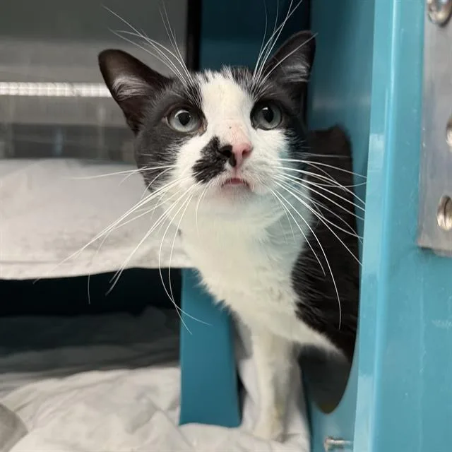 An adult large-sized male Domestic Short Hair cat named Echo for adoption in Las Vegas, NV