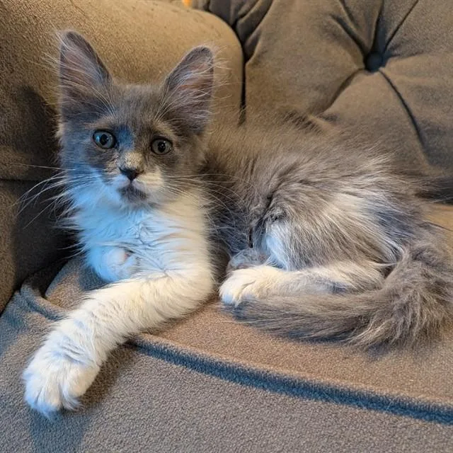 A baby small-sized female Domestic Short Hair cat named Ruby for adoption in Auburn, CA