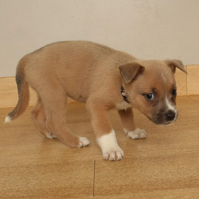 A baby medium-sized female Pit Bull Terrier dog named Broomstick D for adoption in Minnetonka, MN