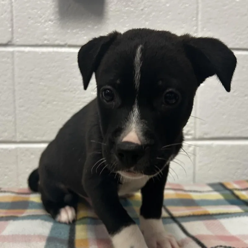 A baby small-sized male Black Mixed Breed dog named Walla Walla for adoption in Spruce Pine, NC