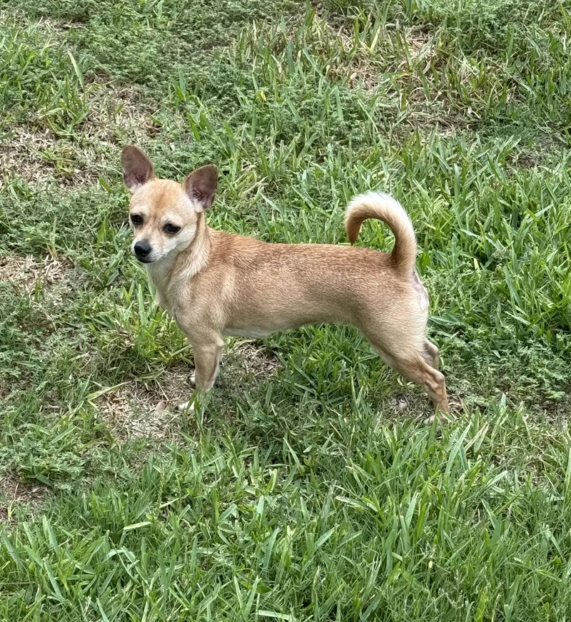 A young small-sized female Chihuahua dog named Annie for adoption in Bradenton, FL