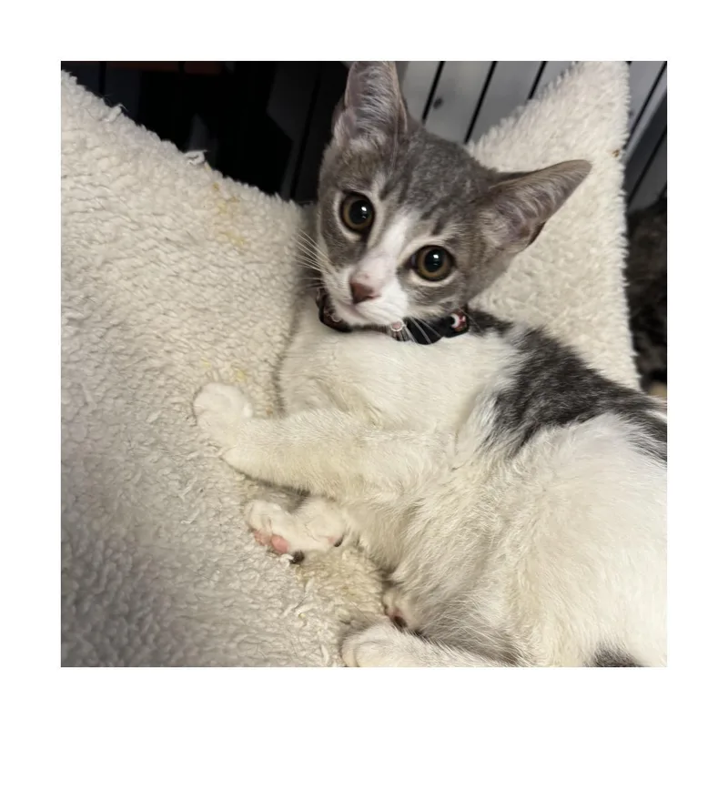 A baby small-sized female Gray / Blue / Silver Domestic Short Hair cat named Cambria for adoption in San Pedro, CA