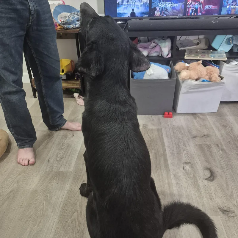 A senior medium-sized female Black Labrador Retriever dog named Ember for adoption in Warrington, PA
