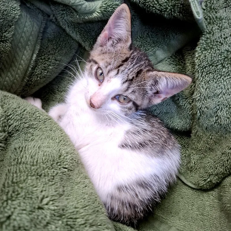 A baby small-sized female Gray / Blue / Silver Domestic Short Hair cat named Rayita for adoption in Guaynabo, PR
