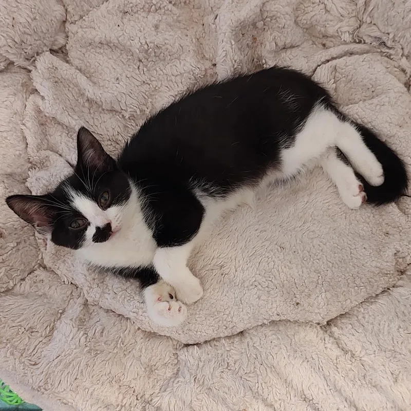 A baby small-sized female Black Domestic Short Hair cat named Nora for adoption in Fairfax, VA