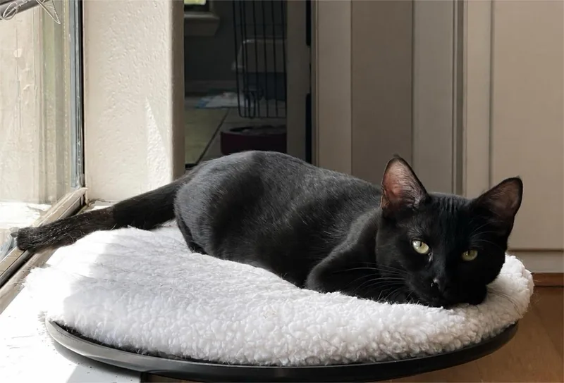A baby medium-sized female Black Domestic Short Hair cat named Crunchwrap for adoption in Houston, TX