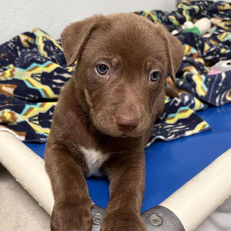 A baby small-sized male Brown / Chocolate Pit Bull Terrier dog named Churro for adoption in Ojai, CA