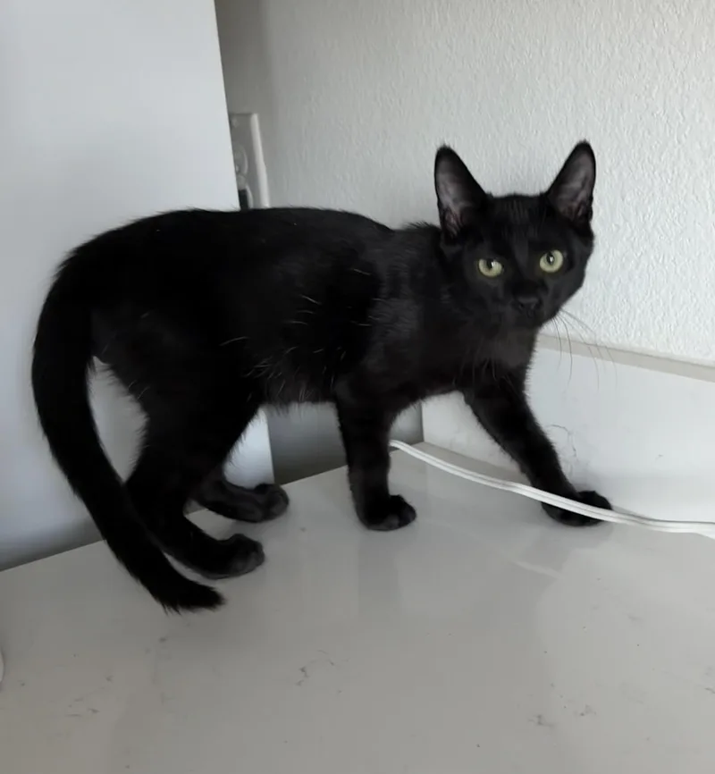 A baby medium-sized male Black Domestic Short Hair cat named Kiran  Riley Fuzzell for adoption in Spring, TX
