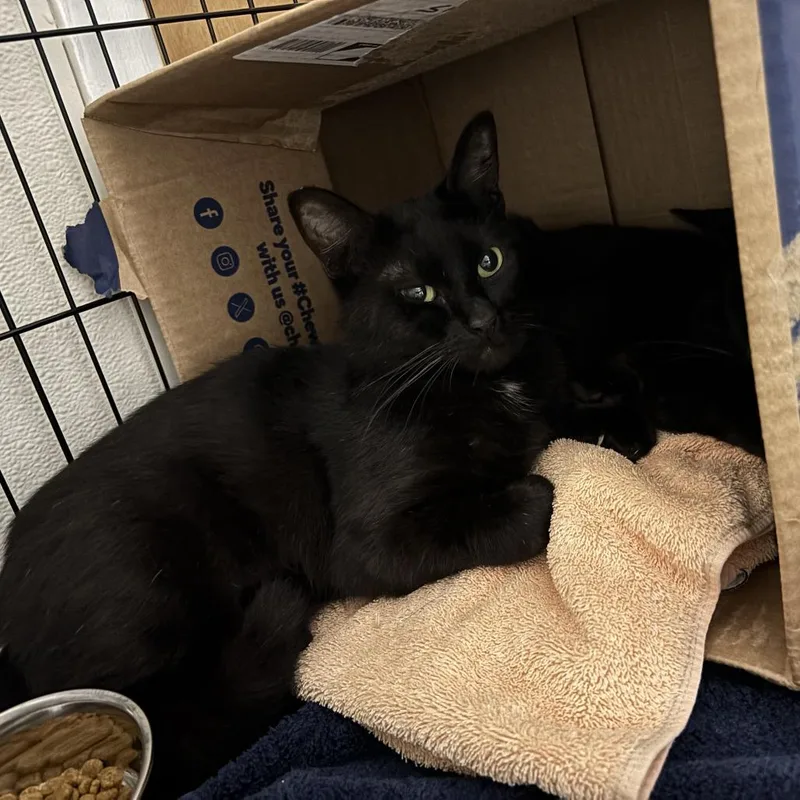 A young medium-sized male Black Domestic Short Hair cat named Basalt for adoption in Tacoma, WA