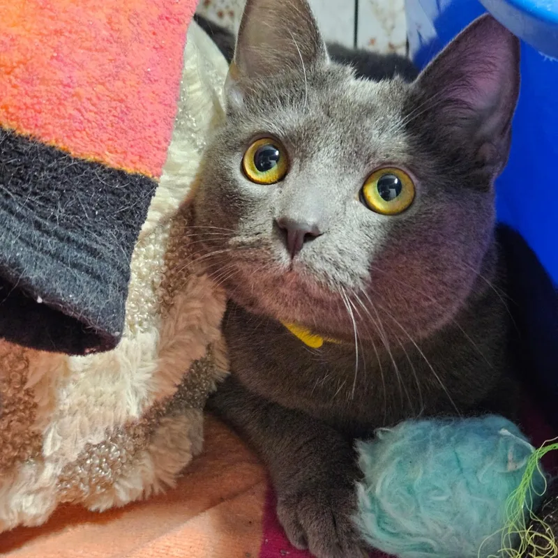 A young medium-sized male Russian Blue cat named Big for adoption in Altoona, PA