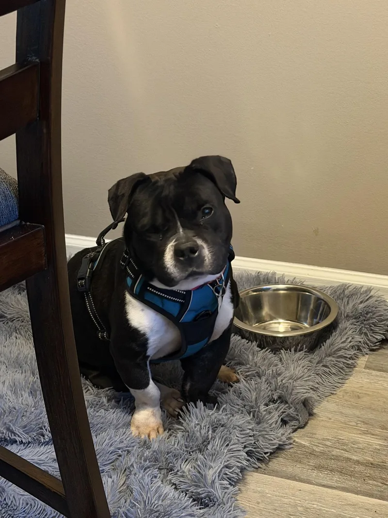 An adult medium-sized female Bulldog dog named Guava for adoption in Palatine, IL