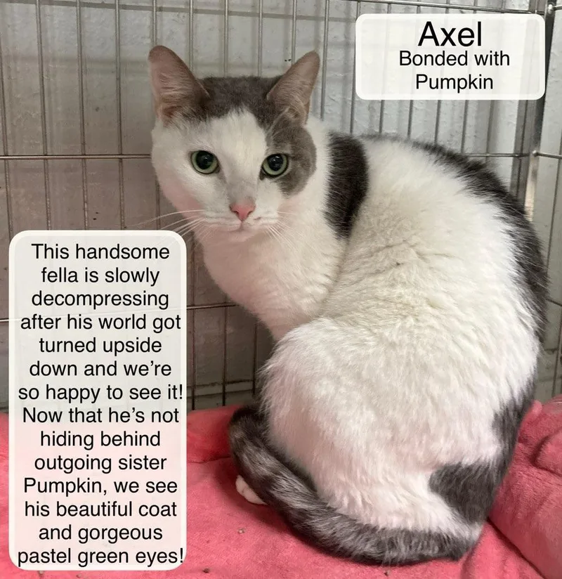 An adult medium-sized male White Domestic Short Hair cat named Axel & Pumpkin At for adoption in Ellicott City, MD