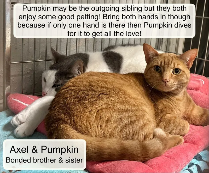 Axel & Pumpkin At thumbnail 4