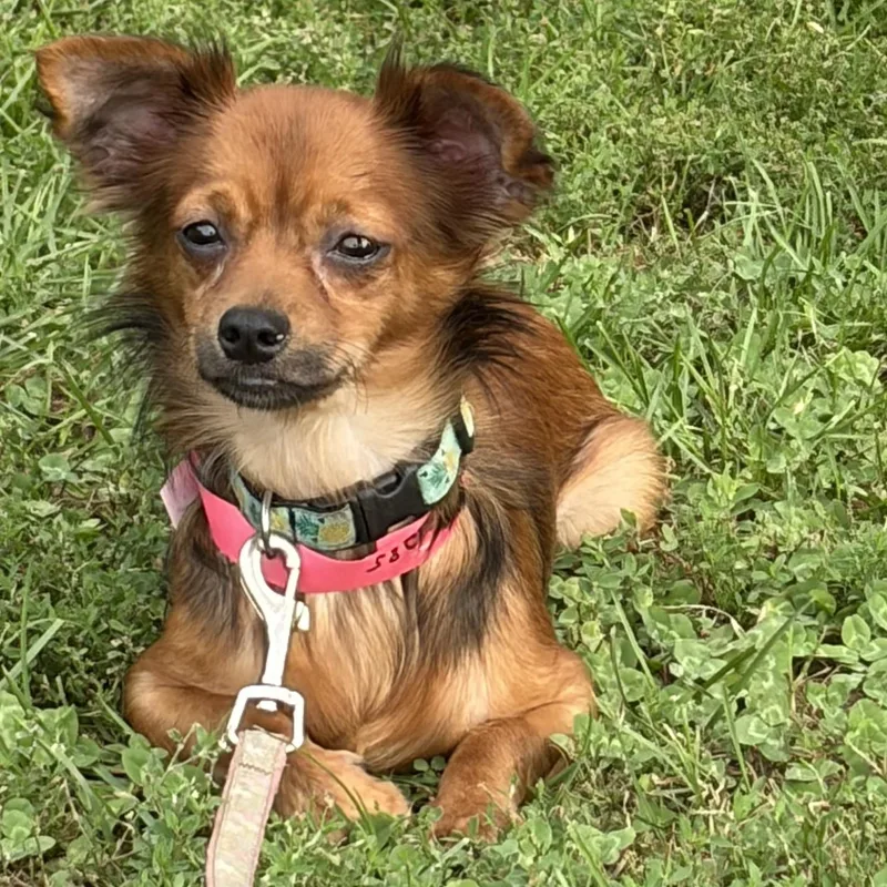 A baby small-sized male Chihuahua dog named Jj for adoption in West Grove, PA