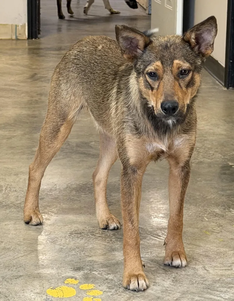 An adult medium-sized female Sable Shepherd dog named Kaliska for adoption in Grove, OK