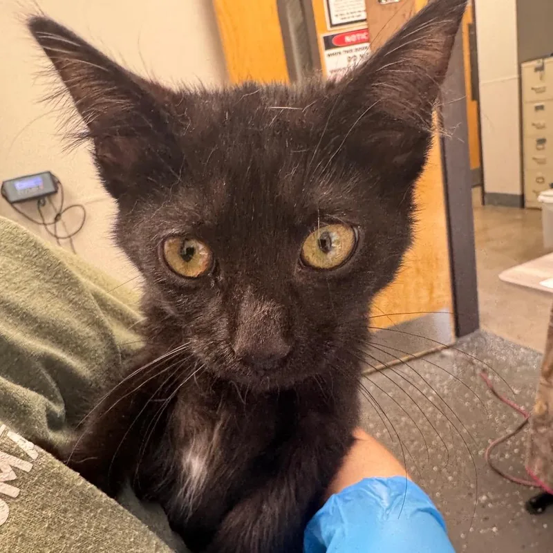 A baby small-sized female Black Domestic Short Hair cat named Gilly for adoption in Columbiana, AL
