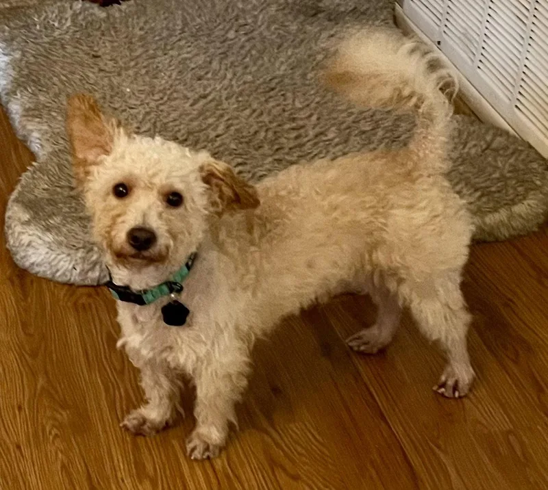 A young small-sized male Schnauzer dog named Ansel for adoption in Orange, CA