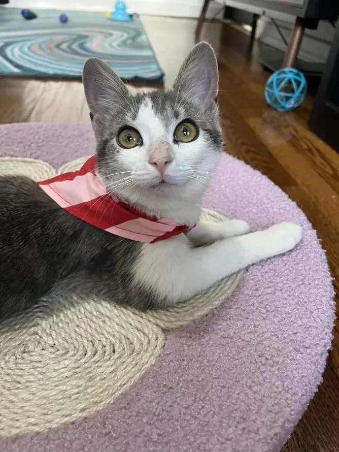 Catalie Portman thumbnail 3