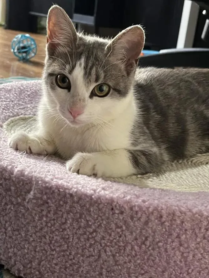 Catalie Portman thumbnail 4