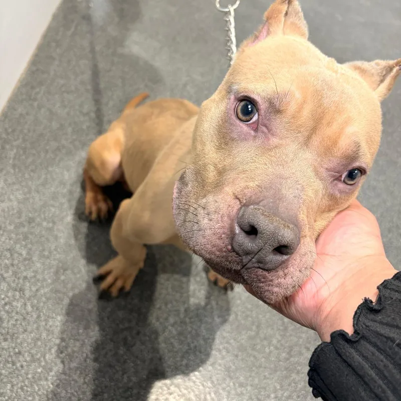 An adult small-sized male Yellow / Tan / Blond / Fawn Mixed Breed dog named Bernie for adoption in Allentown, PA