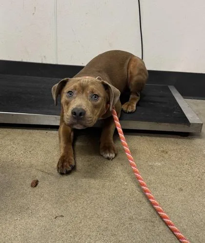 A young medium-sized male Brown / Chocolate Pit Bull Terrier dog named Tanner for adoption in Cleveland, OH