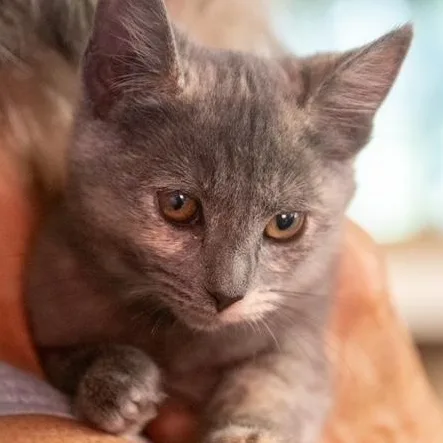 A baby medium-sized female Dilute Calico cat named Crackers DAINTY and SO for adoption in Bethel, CT