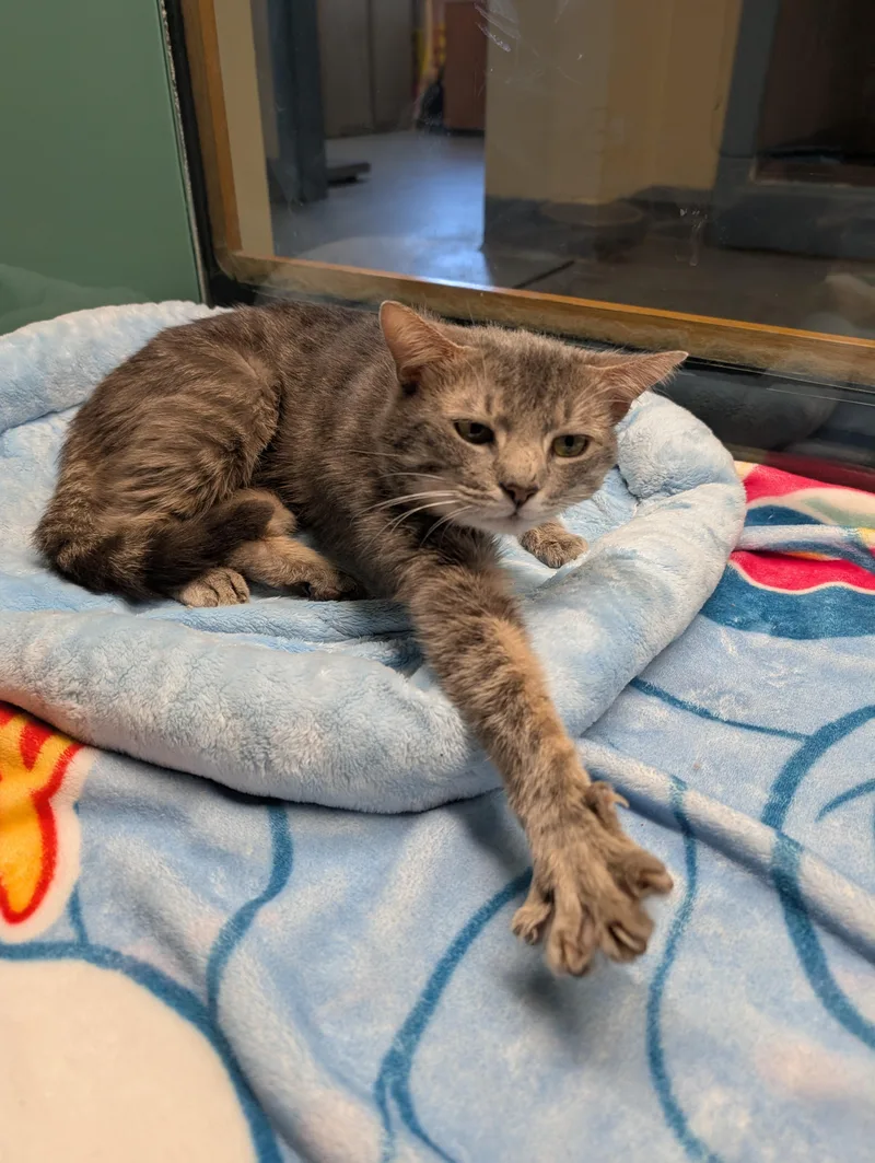 An adult medium-sized male Tabby (Gray / Blue / Silver) Domestic Short Hair cat named Rambo for adoption in Suffolk, VA