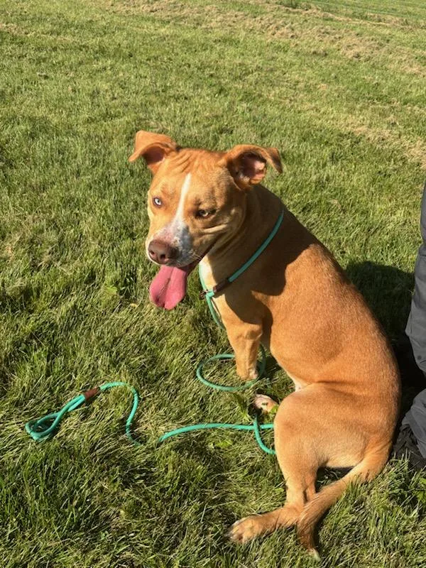 A young medium-sized female Pit Bull Terrier dog named Katie for adoption in Dixon, IL