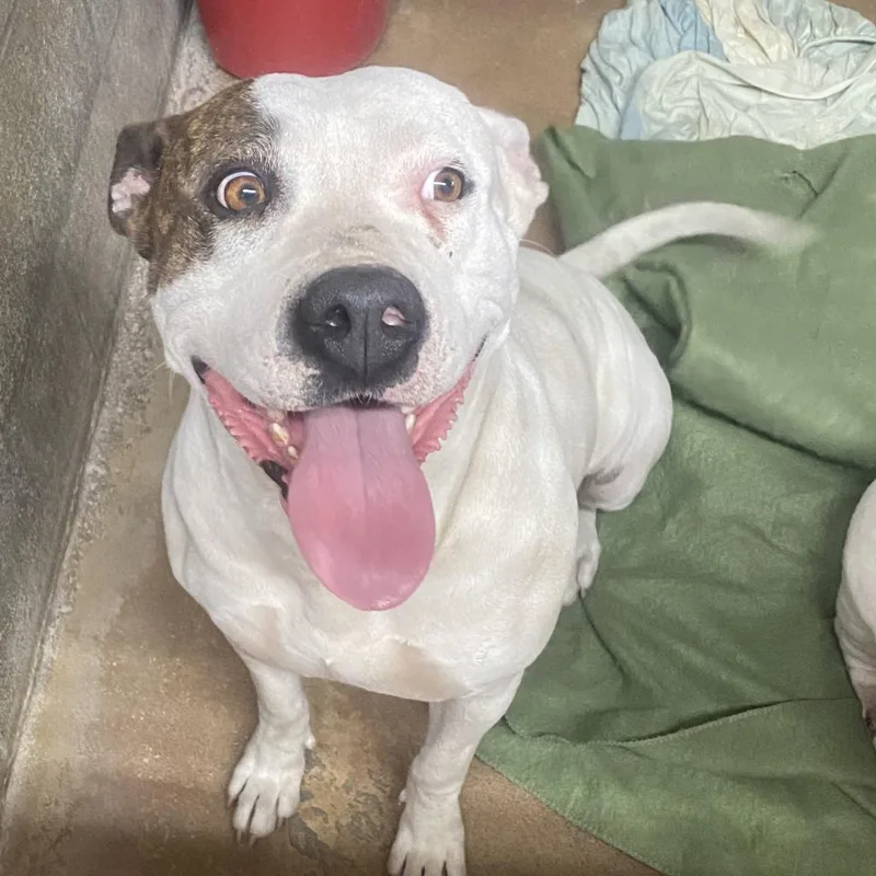 Casienova thumbnail 2