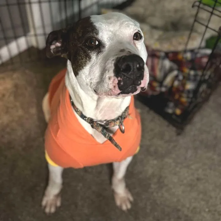 Casienova thumbnail 3