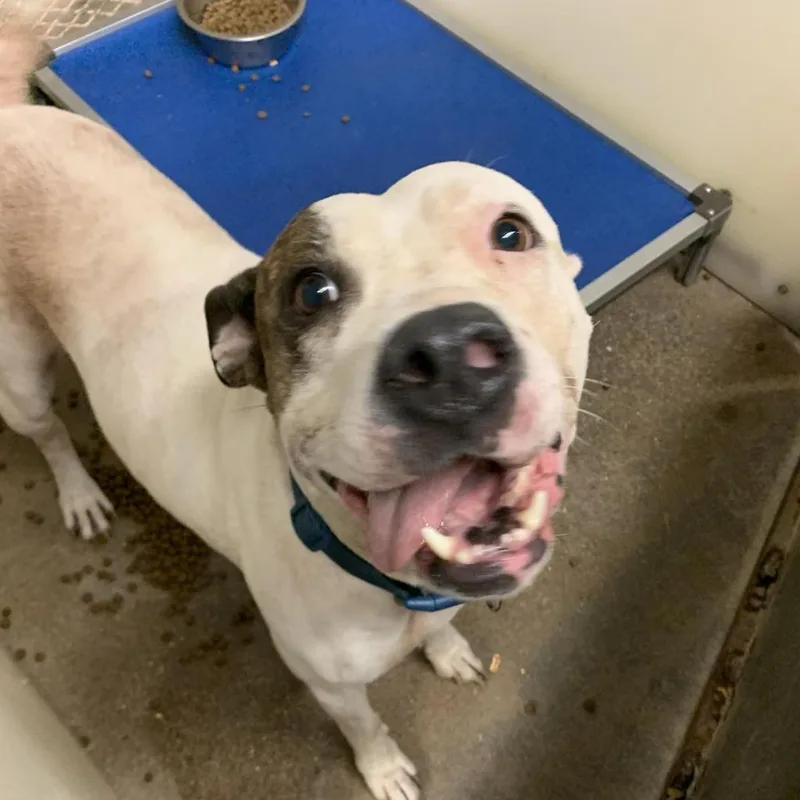 Casienova thumbnail 4