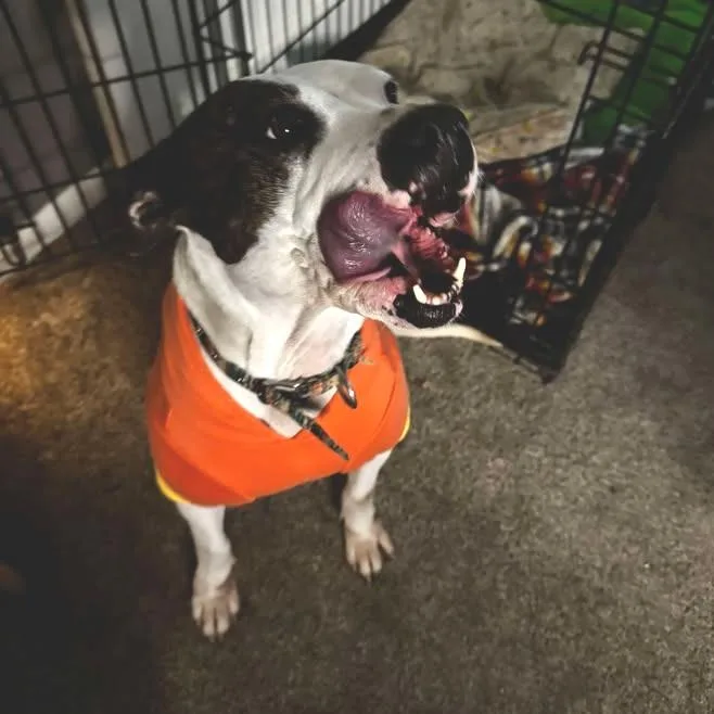 Casienova thumbnail 5