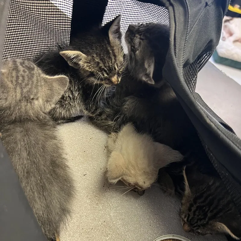 A baby small-sized male Gray / Blue / Silver Domestic Short Hair cat named Trouble for adoption in Lake Jackson, TX