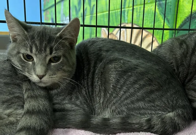 An adult small-sized male Domestic Short Hair cat named Daryl for adoption in Jim Thorpe, PA