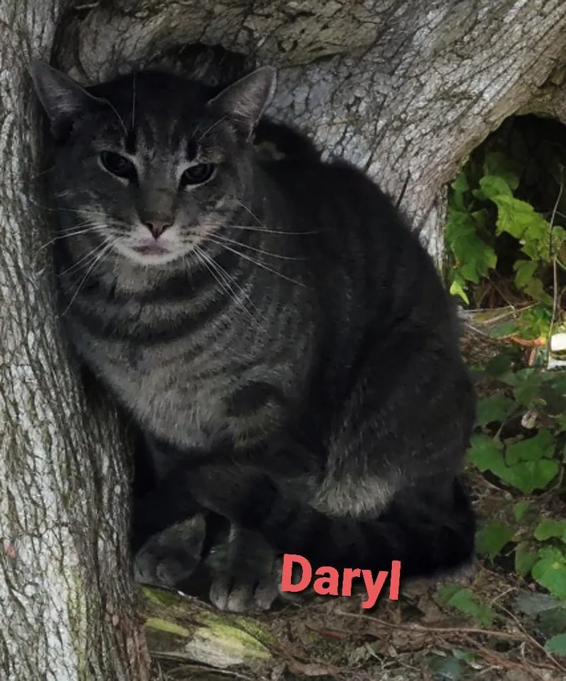 Daryl thumbnail 2