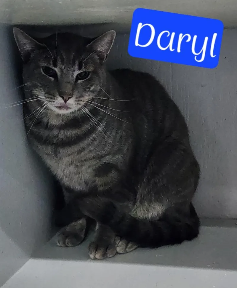 Daryl thumbnail 3