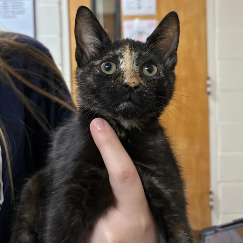 A baby small-sized female Tortoiseshell Domestic Short Hair cat named Rosa for adoption in Middleburg, FL