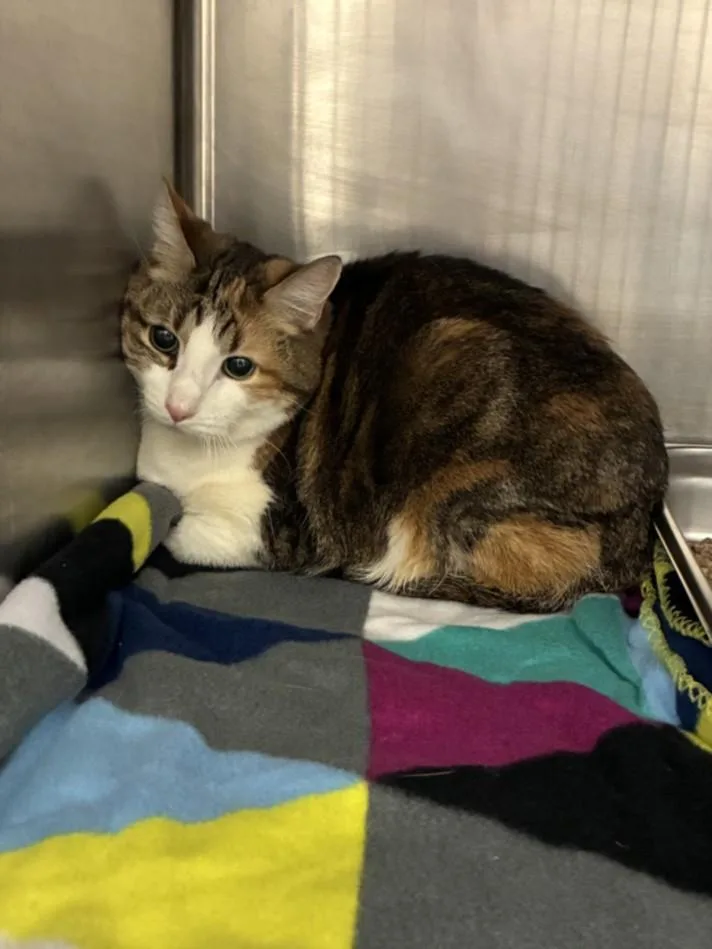 A senior small-sized female Domestic Short Hair cat named Meana Mee for adoption in Hagerstown, MD