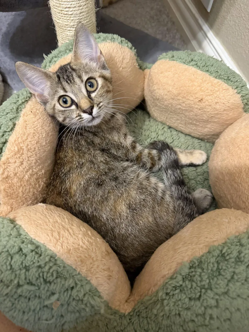 A baby medium-sized female Domestic Short Hair cat named Freeda for adoption in Rosenberg, TX