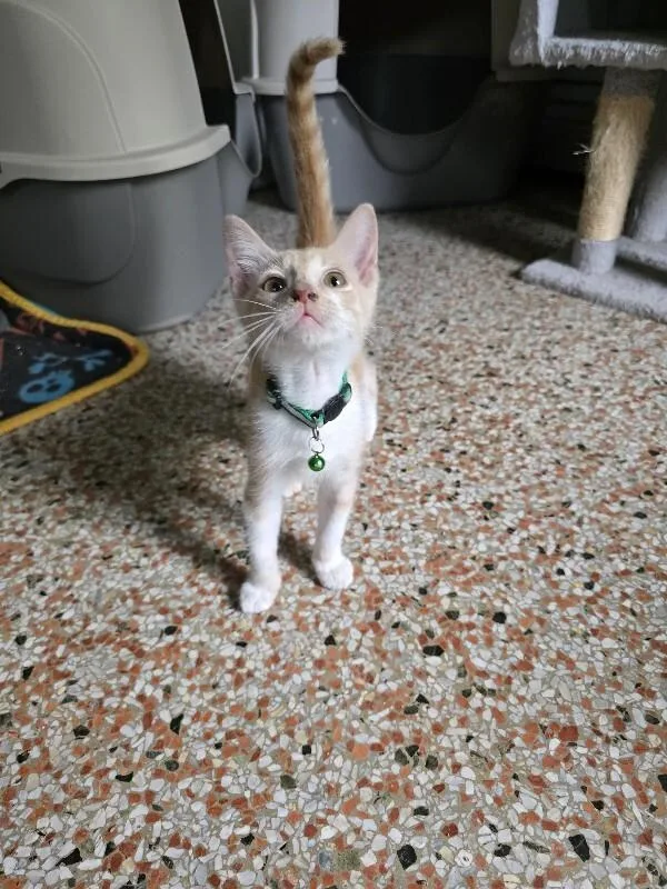 A young medium-sized male American Shorthair cat named Roarie for adoption in Maitland, FL