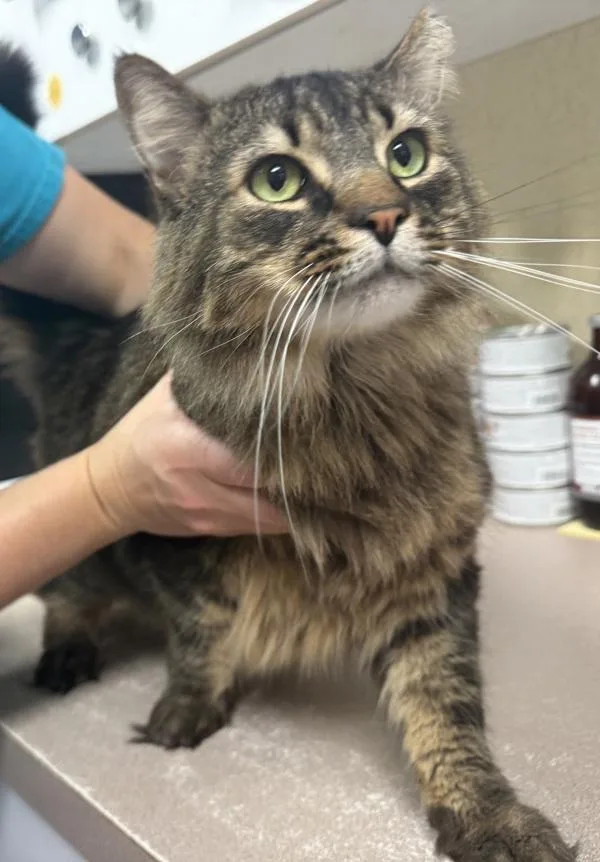 An adult small-sized male Domestic Long Hair cat named Genesis for adoption in Salisbury, MD