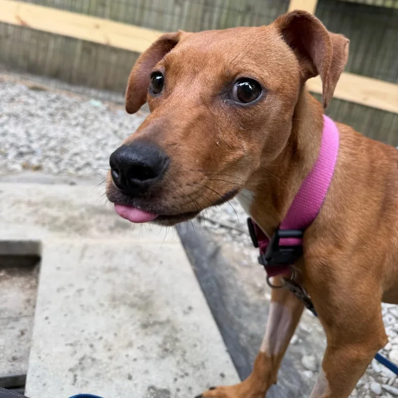 An adult medium-sized female Brown / Chocolate Pit Bull Terrier dog named Millie for adoption in West Chester, PA