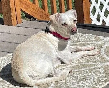 An adult small-sized female Chihuahua dog named Emma for adoption in Evergreen, CO